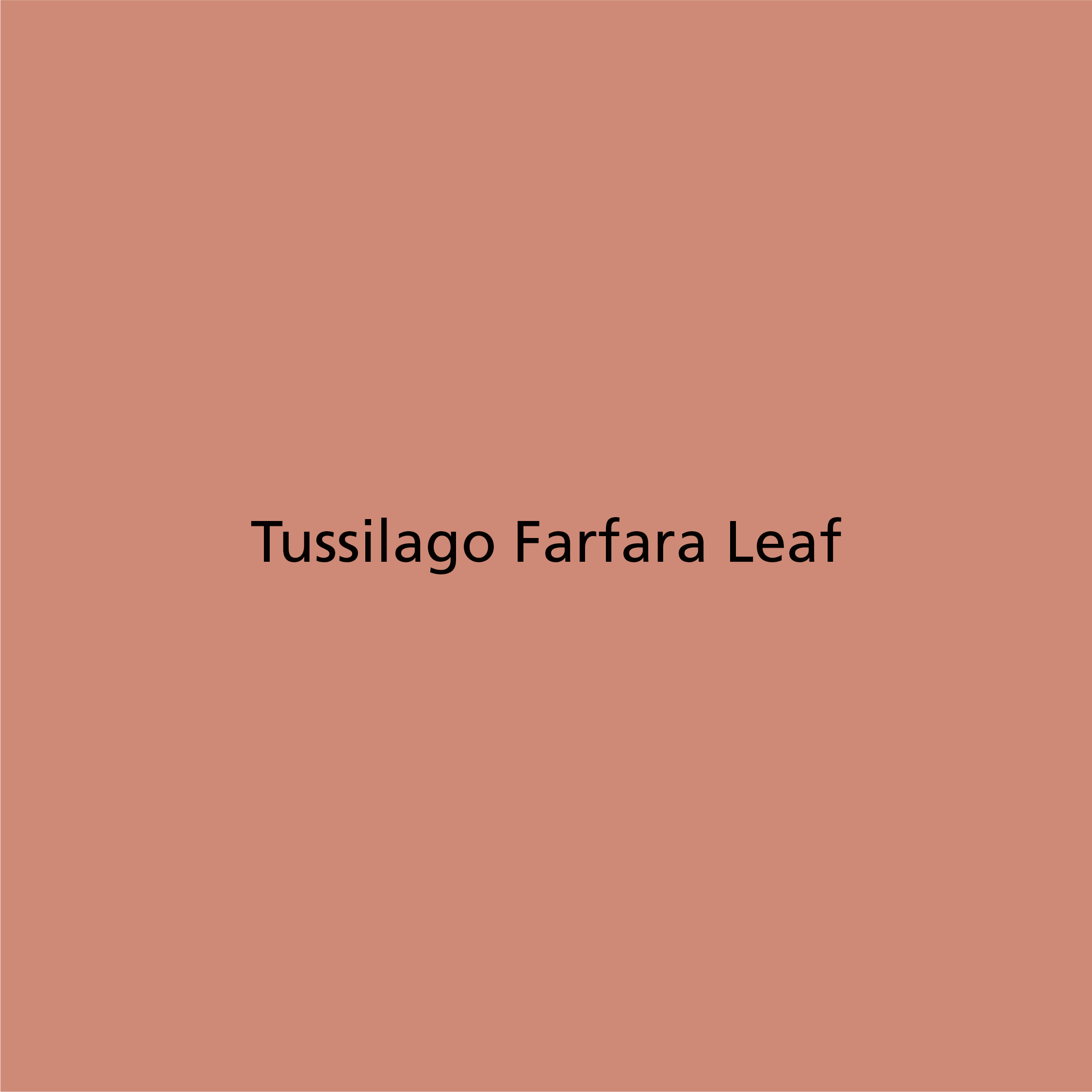 Tussilago Farfara Leaf 